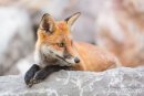 Paws for thought, Red Fox