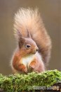 Portrait of a Red Squirrel
