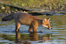 Making a Splash, Red Fox