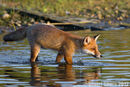 Making a Splash, Red Fox