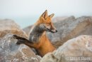 Red Fox amongst the Rocks