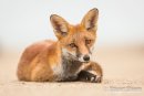 Red Fox at Rest