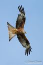 Red Kite