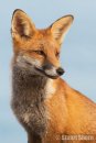 Red Fox