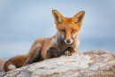 Red Fox, Steephill Cove