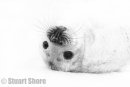 Grey Seal Pup Portrait