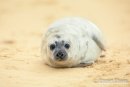 Grey Seal Pup, Norfolk