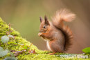 'A Forest Friend' Red Squirrel