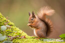 'A Forest Friend' Red Squirrel