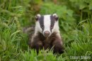Badger in the Long Grass