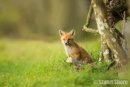 'Looking out onto a Brave New World' Red Fox Cub