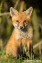 Portrait of a Young Red Fox Cub