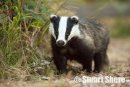 Badger (Meles meles)