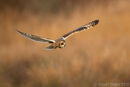 Flight of the Short Eared Owl