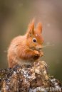 'Snow Flakes' Red Squirrel