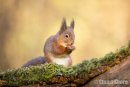 'Springtime' Red Squirrel