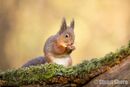 'Springtime' Red Squirrel