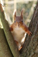 Red Squirrel