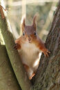 Red Squirrel