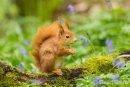 Springtime in the Bluebells, Red Squirrel