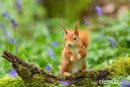 Red Squirrel Amongst the Bluebells
