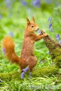 'Posing in the Bluebells' Red Squirrel