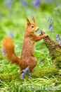'Posing in the Bluebells' Red Squirrel