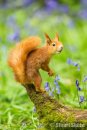 'Perched Amongst the Bluebells' Red Squirrel