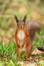 Red Squirrel on the woodland floor