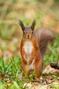 Red Squirrel on the woodland floor