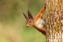 'The Lookout' Red Squirrel