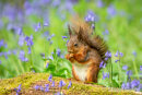 Red Squirrel in the Bluebell Woods
