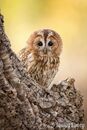 Tawny Owl
