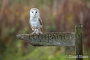 Barn Owl on a Footpath
