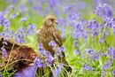 Kestrel amongst the Bluebells