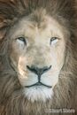 Casper, Isle of Wight Zoo