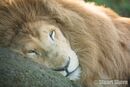 'Casper' White Lion