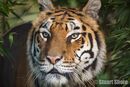 'Simi' Female Tiger