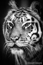 Portrait of a Tiger
