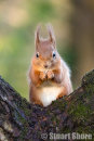 The Cute Red Squirrel