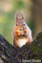 The Cute Red Squirrel