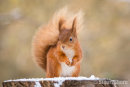 Red Squirrel on a Snowy Log
