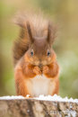 'A Chilly Day'. Red Squirrel