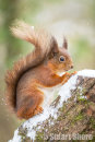 'Posing in the Snow' Red Squirrel