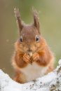 'Lunch Time in the Snow' Red Squirrel