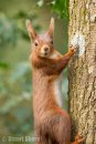 'Hanging on' Red Squirrel