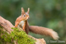 'You Called?' Red Squirrel