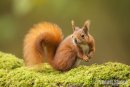 'Curiosuty' Red Squirrel