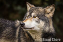 'Watching' Northwestern Wolf