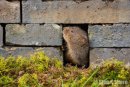 Water Vole